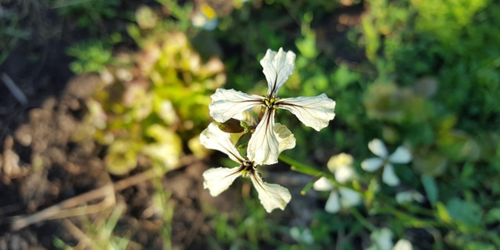 Foto van rucola