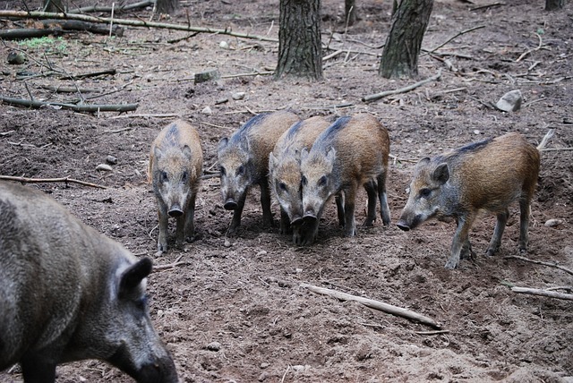 Foto van wild zwijn